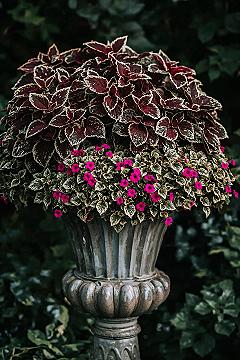 Vibrant Coleus Containers for Shade Gardens & Outdoor Decor
