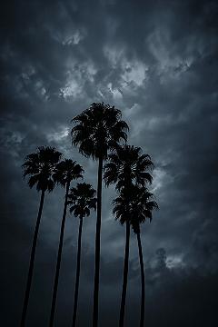Dark Nature Photography: Aesthetic 4K Palm Tree Wallpapers