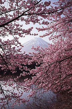Mount Fuji Cherry Blossom Wallpaper: Springtime Japan Scenery 4K