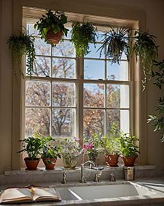 Creating a windowsill herb and trailing plant garden