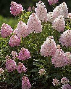 Caring for Pink Oakleaf Hydrangeas in Your Garden