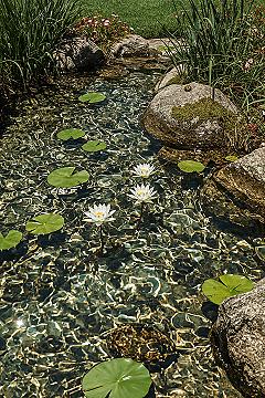 Natural Backyard Pond: Captivating Garden Water Feature & DIY Ideas