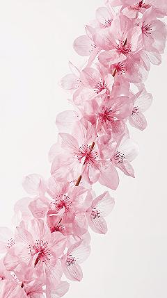 Delicate Pink Flora: Serene White Background Wallpaper