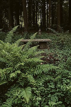 Hidden Woodland Shade Garden Retreat: Small Backyard Ideas