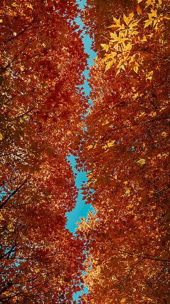 Vibrant Autumn Wallpaper: Aesthetic Fall Colors for Your Phone