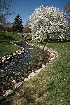 Serene Spring Vibes: Park Landscape Art & Flowering Trees