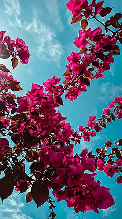 Vibrant Flower 4K: Stunning Nature Photos for Phone Backgrounds