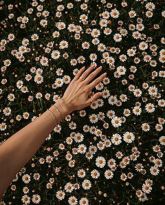 Idyllic Daisy Fields: Capture the Perfect Flower Aesthetic