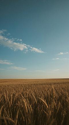 Golden Field Serenity: Aesthetic Nature Phone Wallpaper