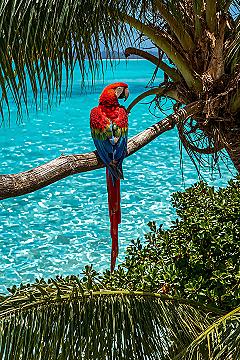 Tropical Macaw Wallpaper: Exotic Birds & Turquoise Waters 4K