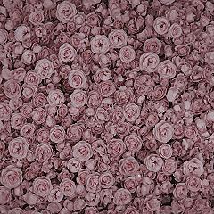 Romantic Pink Rose Aesthetic: Dreamy Garden Inspiration