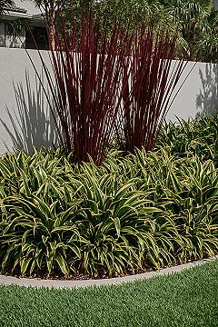 Stunning Front Yard Landscaping Tropical Plants Guide and Curb Appeal