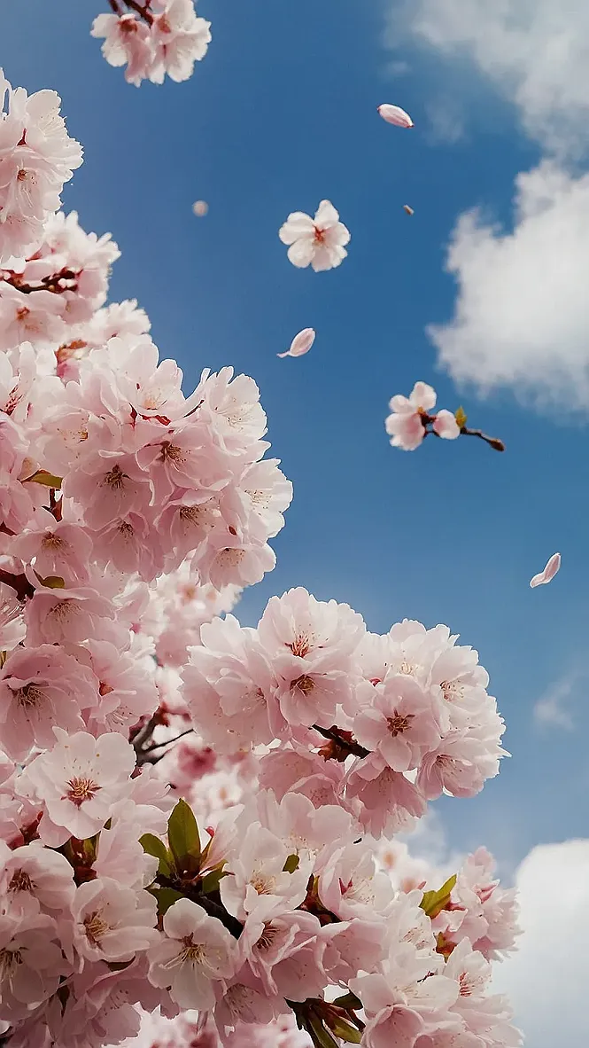 Sakura's Gentle Rain