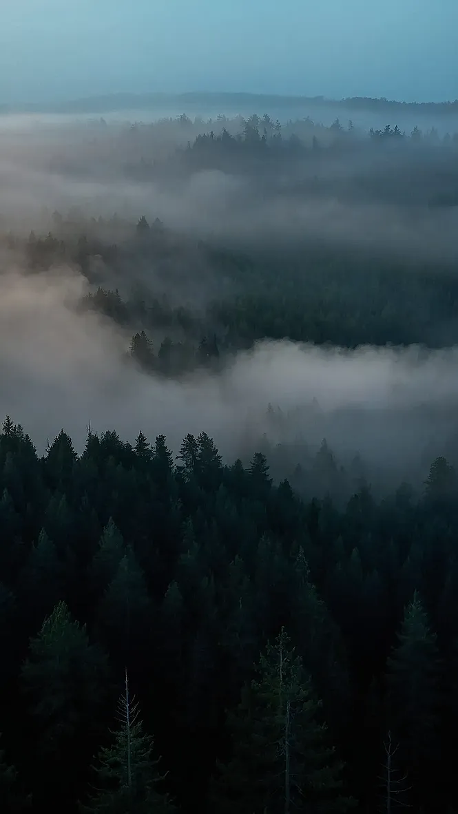 Woodsprite's Embrace