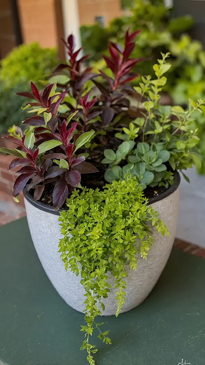 Porch Transformation Plants