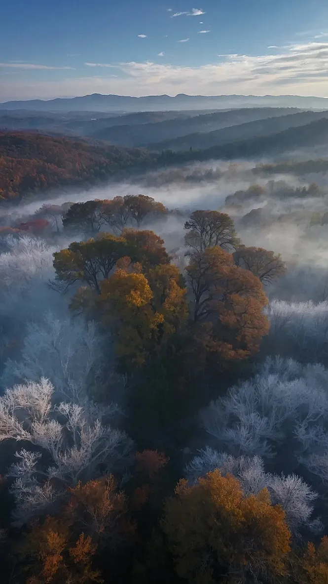 Streaming Anime Dreams