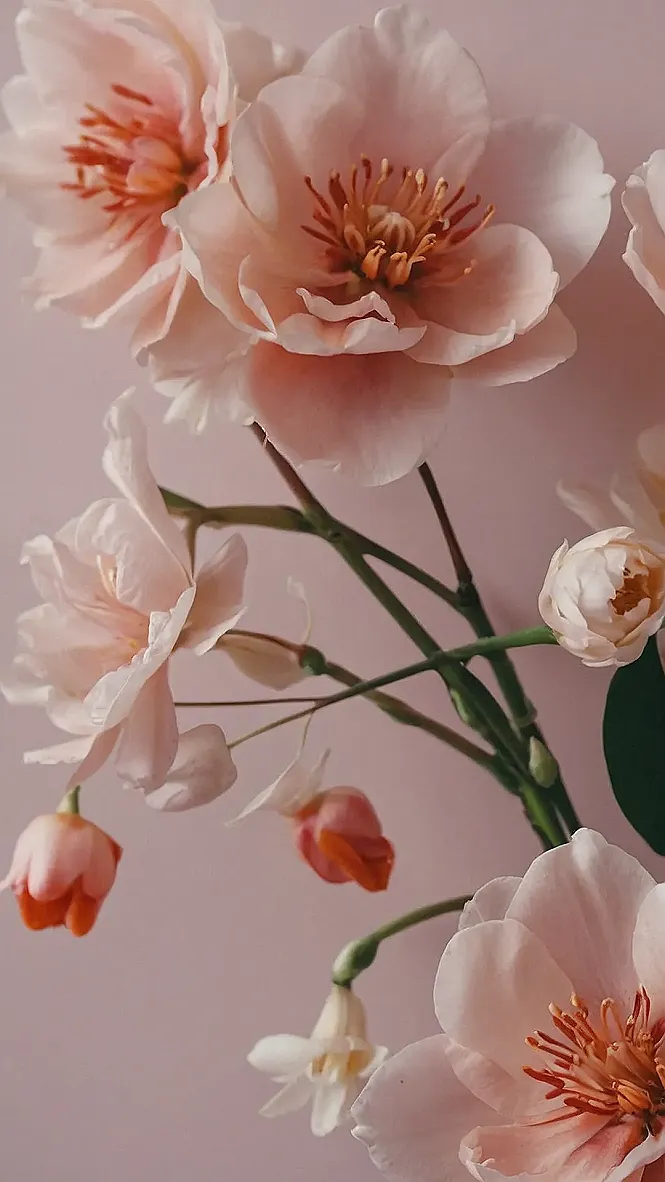 Cherry Blossom Bliss