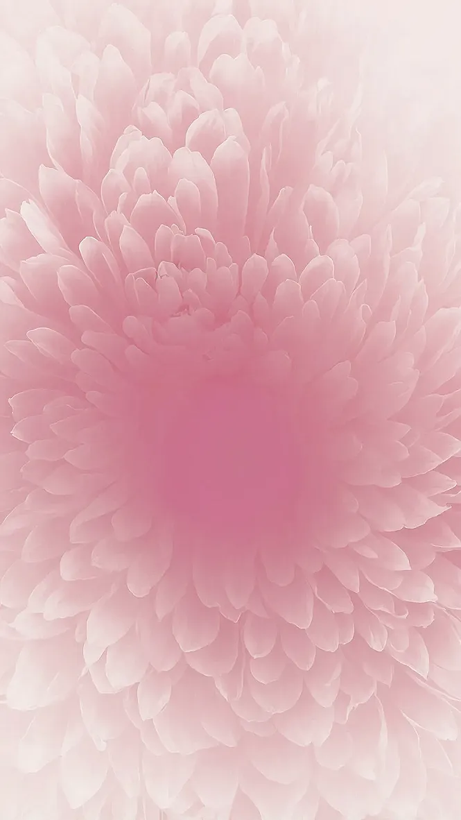 Blush Bloom iPhone
