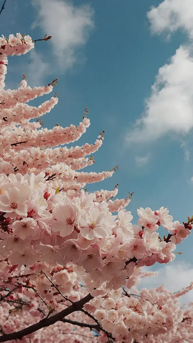 Sakura's Dreamy Embrace