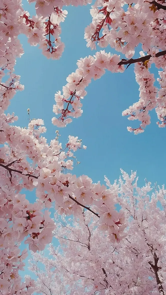 Cherry Bloom Reverie