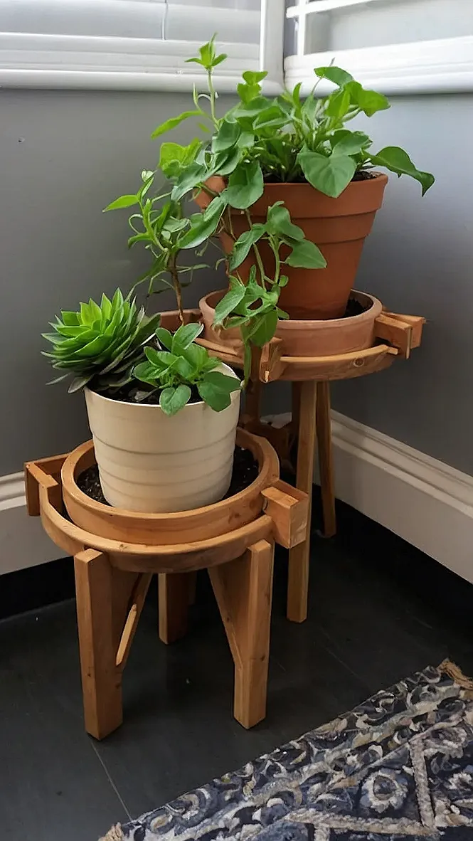 Urban Jungle
