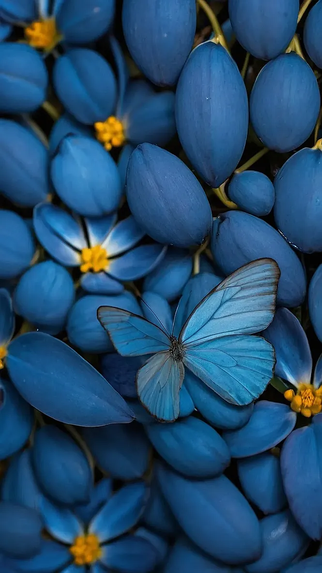Butterfly Azure