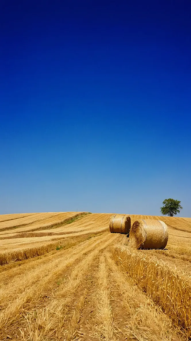 Countryside Chronicles