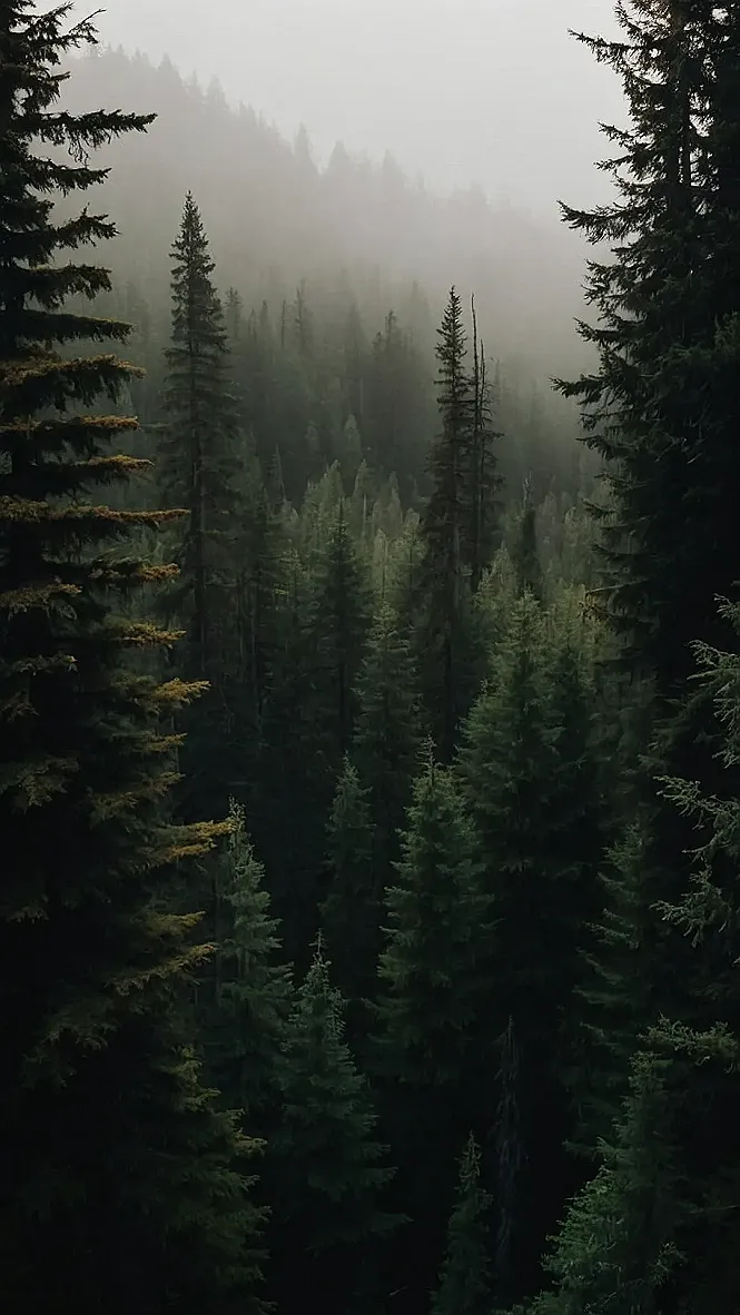 Misty Forest Mystery: