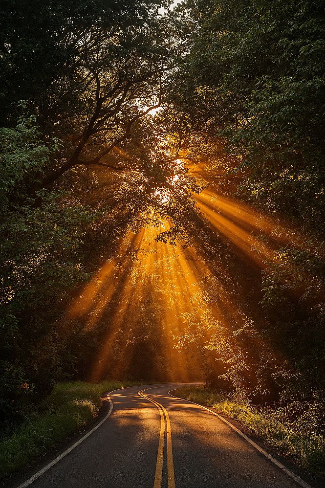 Golden Hour Magic: Serene Sunrise Nature Views