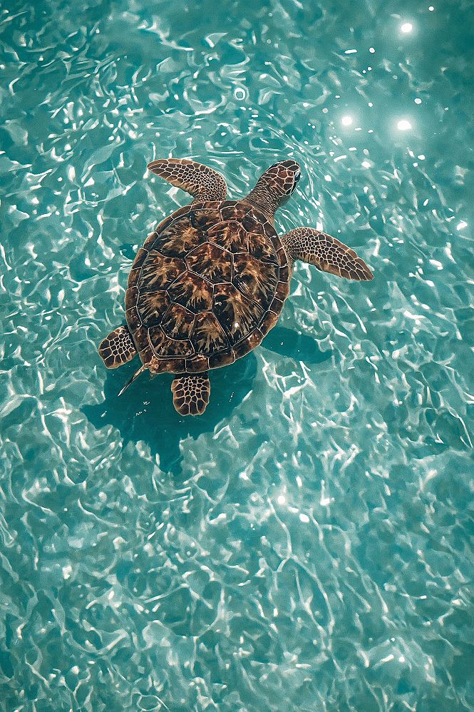 Serene Sea Turtle: Aesthetic Summer Wallpaper for Your Phone