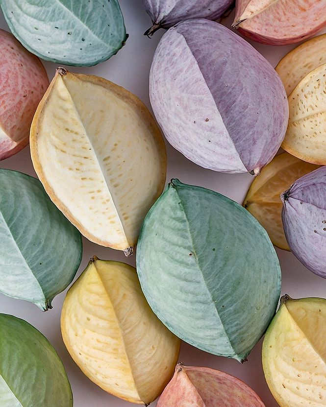 Macro Photography of Pastel Seed Pods in Mint, Lilac, and Peach