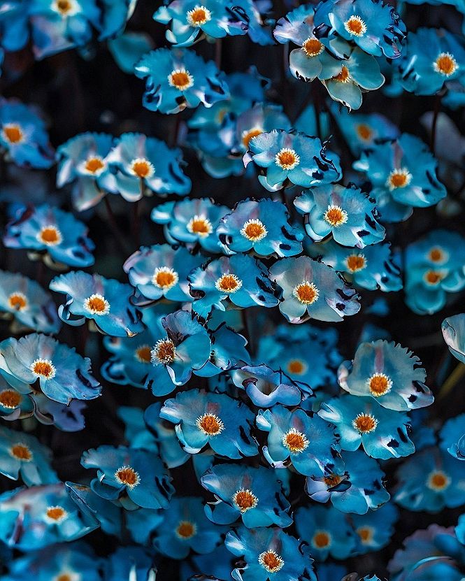 Why Pyara Blue Florals Create Calming Digital Spaces