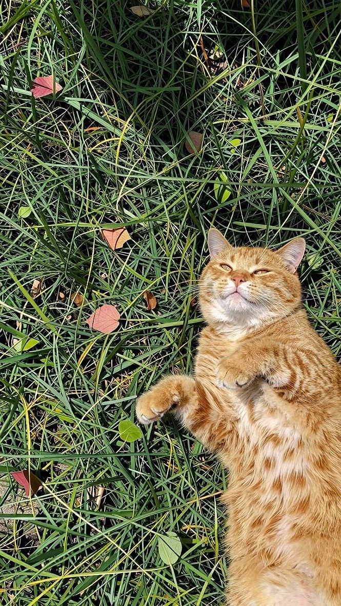 Adding Lazy Orange Cat Anime Scenery for Calm Spaces