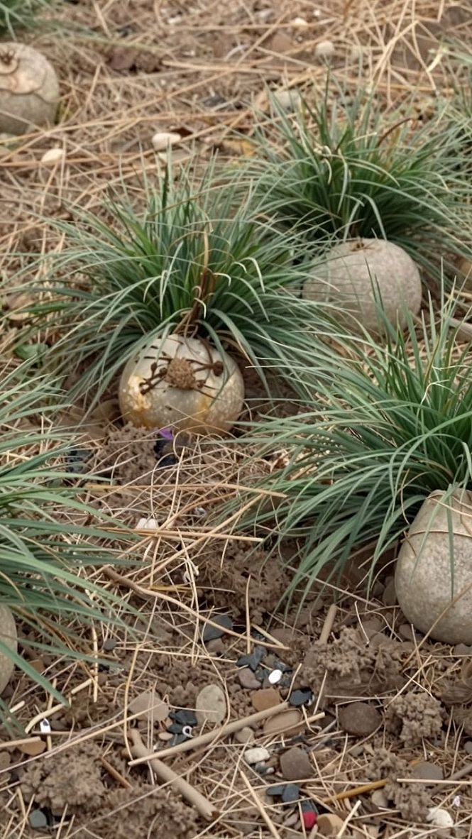 Adding Spooky Creepy Crawlies to Garden Beds