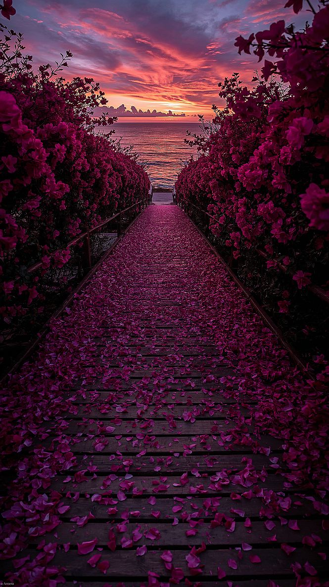 Paradise Found: Ocean Sunset & Pink Aesthetic Nature Views