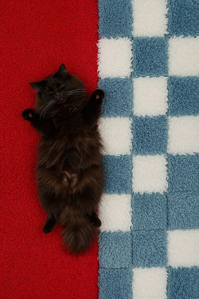 Cute Cartoon Cat: Adorable 2026 Wallpaper Trends for iPhone