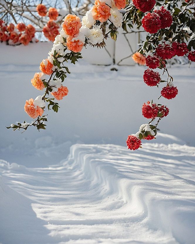 Choosing Winter Rose Wallpaper For Your Phone