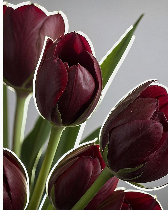 Choosing Deep Burgundy Tulip Wallpapers for Phone Screens