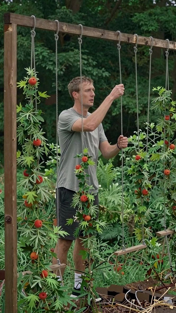 Choosing Between Overhead Trellises and Vertical String Supports