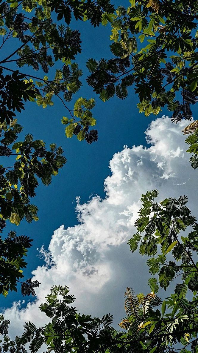 Selecting High Resolution Skyward Canopy Views for Desktop