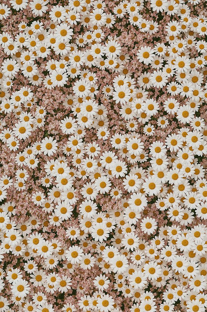 Pink Daisy Dreams: Enchanting Floral Phone Backgrounds