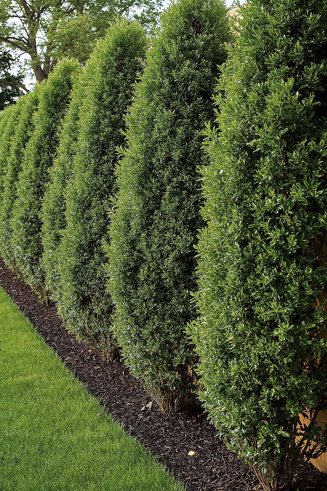 Laurel Hedge Garden: Instant Privacy for Your Backyard