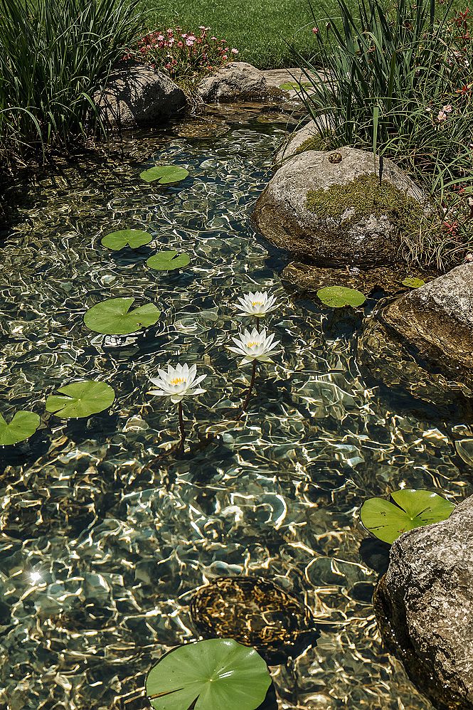 Natural Backyard Pond: Captivating Garden Water Feature & DIY Ideas
