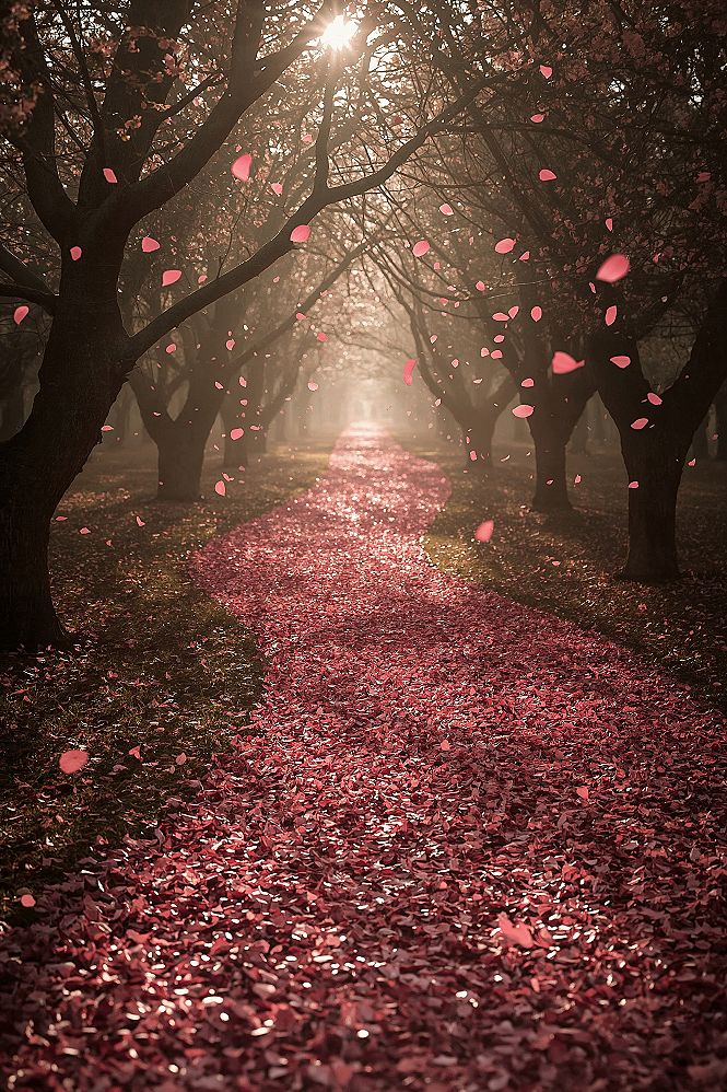 Enchanting Floral Path 4K Spring Wallpaper for iPhone