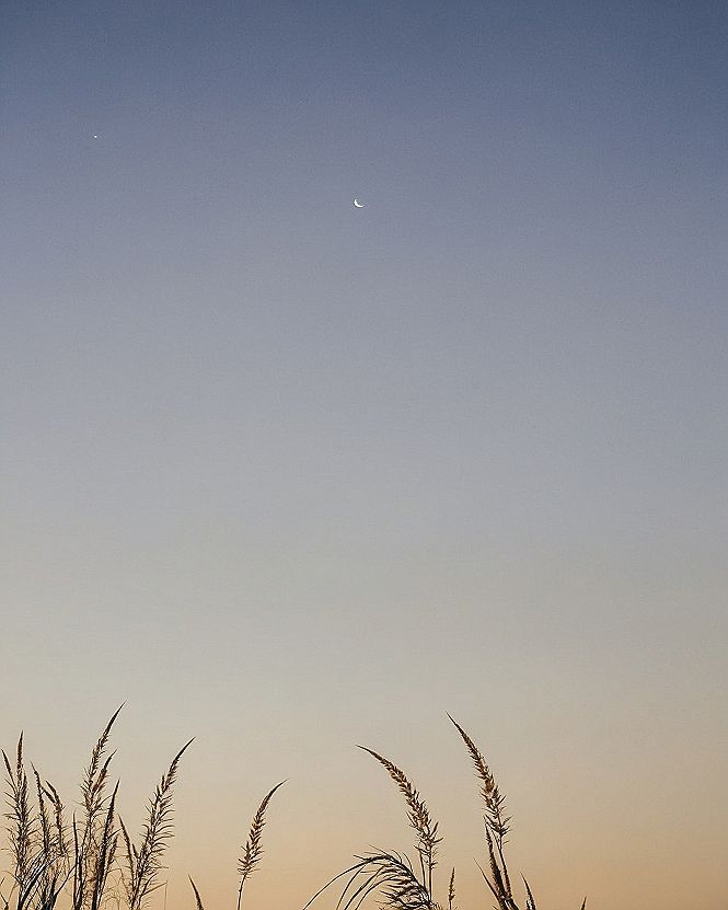 Slender Reeds Silhouetted Against a Twilight Sky and Crescent Moon