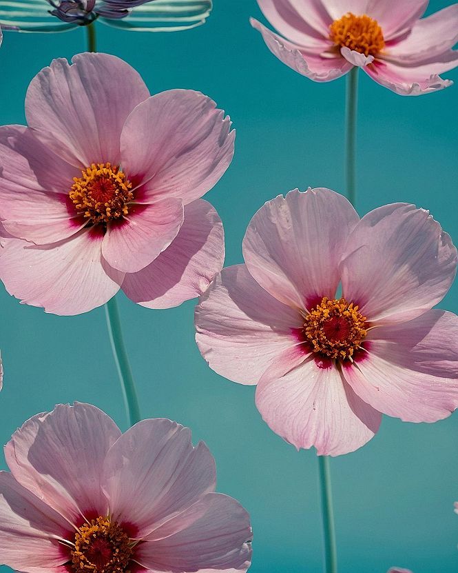 Rigid geometric stems meeting soft pink petals against turquoise water