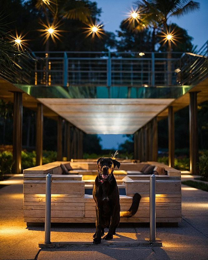 Including Pets in Your Backyard Movie Night