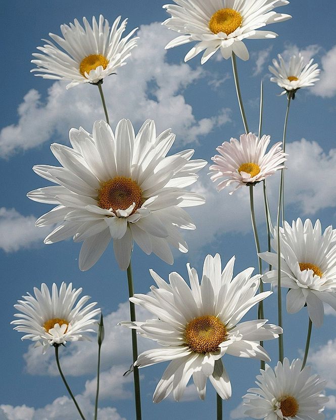 Brightening Your Phone Screen With White Daisy Wallpaper