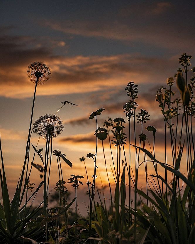 Adding Potted Dandelions for a Cozy Balcony Sunset Vibe
