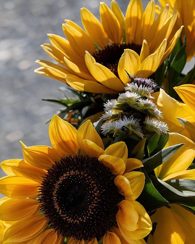 Bright Yellow Sunflower Wallpapers for Phone Screens